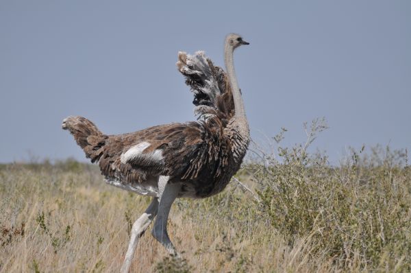 Autruche Ostrich Struthio camelus